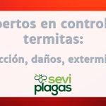 Eliminar Ratones en falso techo o entretecho - Neoplagas