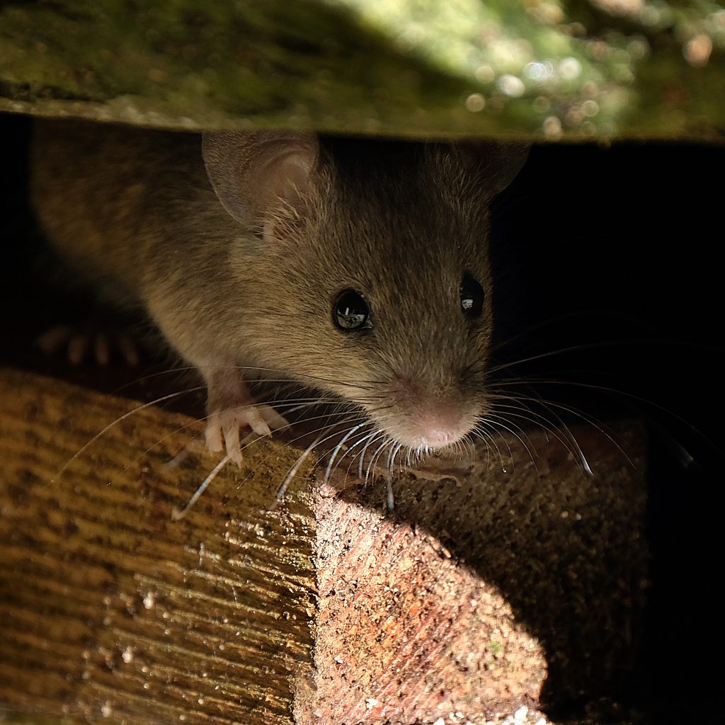 Cómo eliminar las ratas del falso techo: portacebos