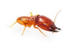 termita png