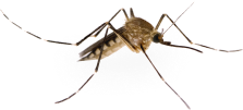 mosquito png
