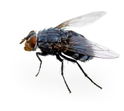 mosca png