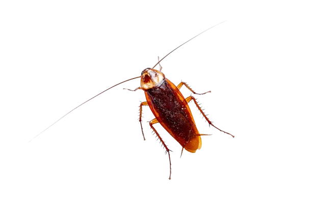cucaracha png