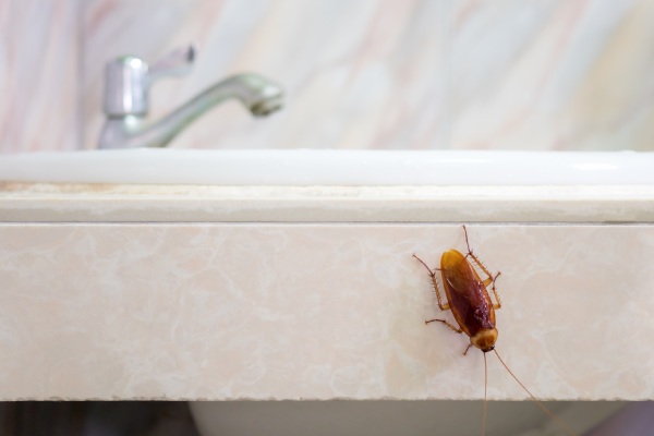 cuando se considera plaga de cucaracha en el baño