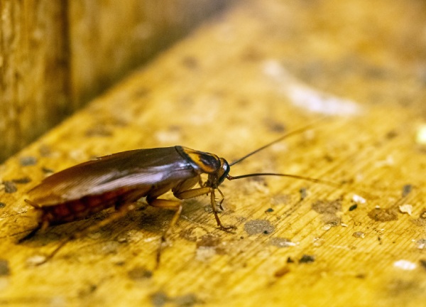 cucaracha con antenas largas