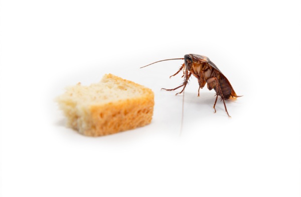 cucaracha comiendo