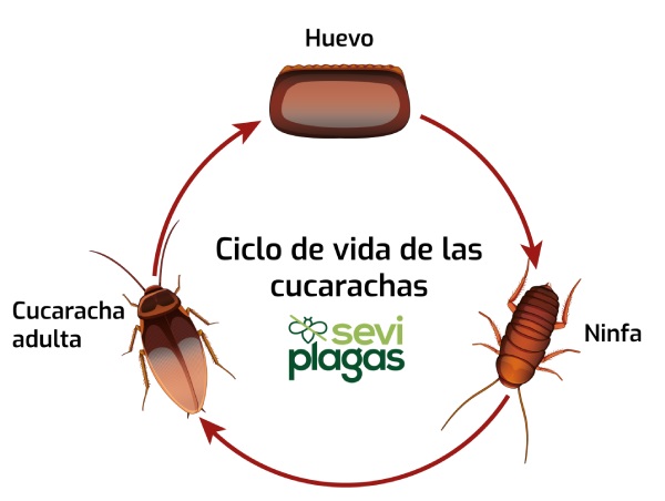 ciclo de vida de las cucarachas