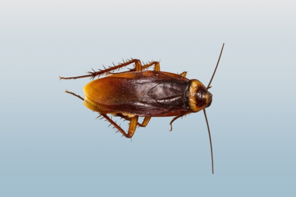 Adulto de Cucaracha Australiana
