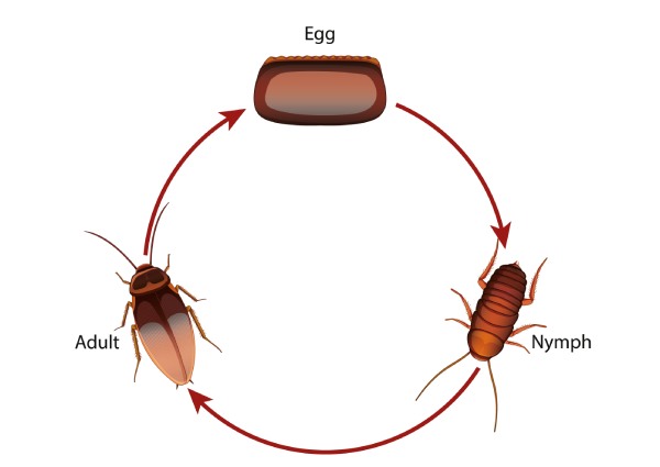 ciclo biológico de la cucaracha supella longipalpa