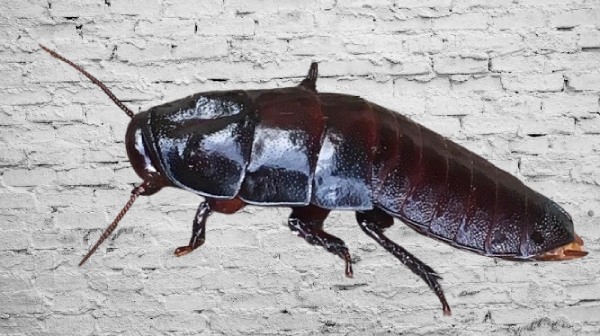Cucaracha de la Madera