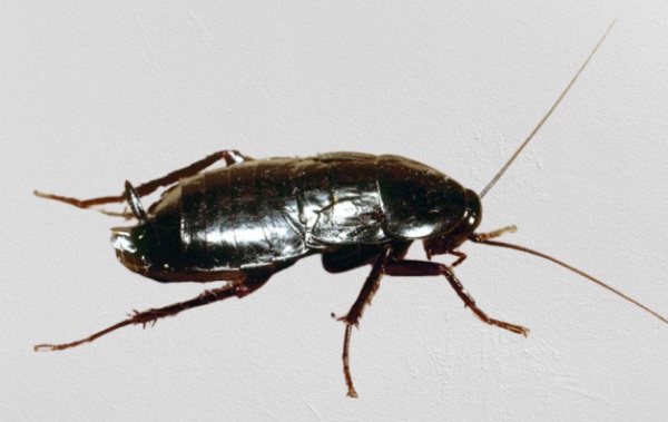 cucaracha oriental