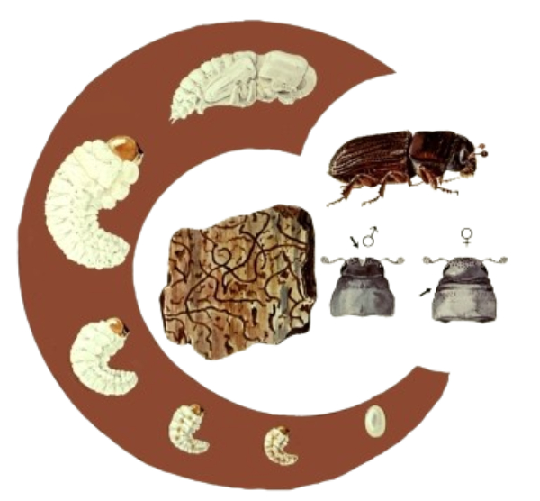 Ciclo de vida de la hylotrupes bajulus