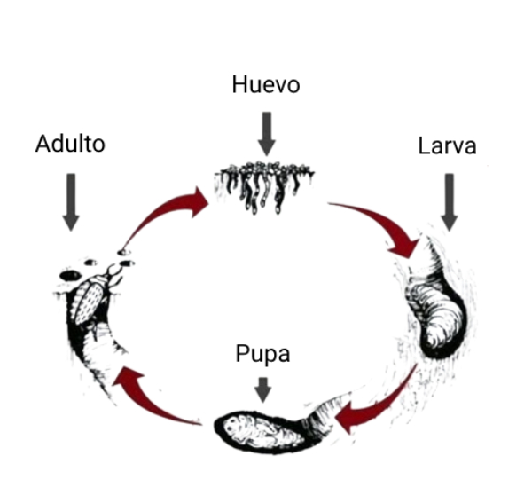 Ciclo de Vida del Anobium punctatum