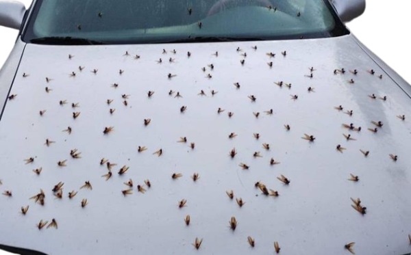 hormigas voladoras como eliminarlas