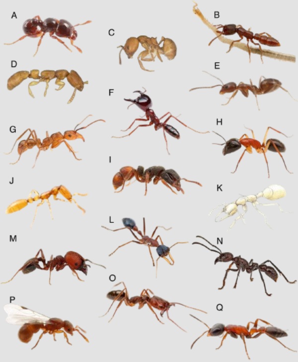 tipos de hormigas en españa