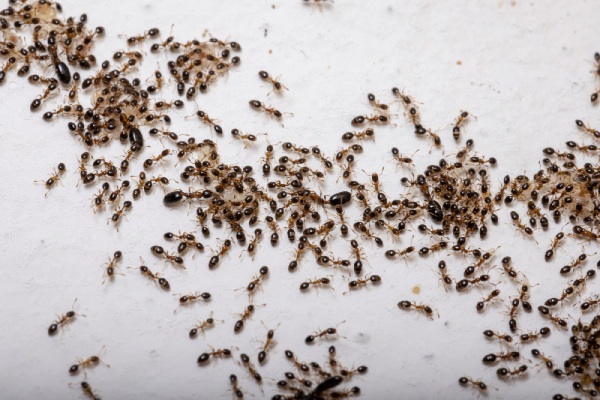 como encontrar nido de hormigas en casa