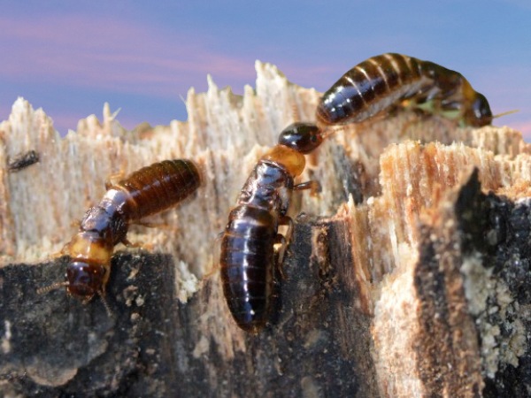 tipos de termitas de madera