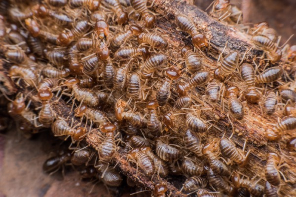 Daños Causados por las Termitas Arbóreas