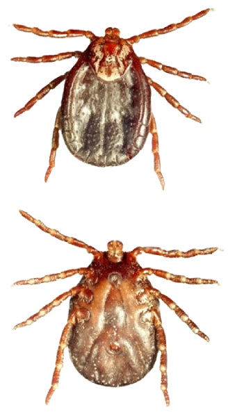 Cuantos Tipos de Garrapatas Hay en España