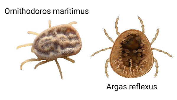 tipos de garrapatas