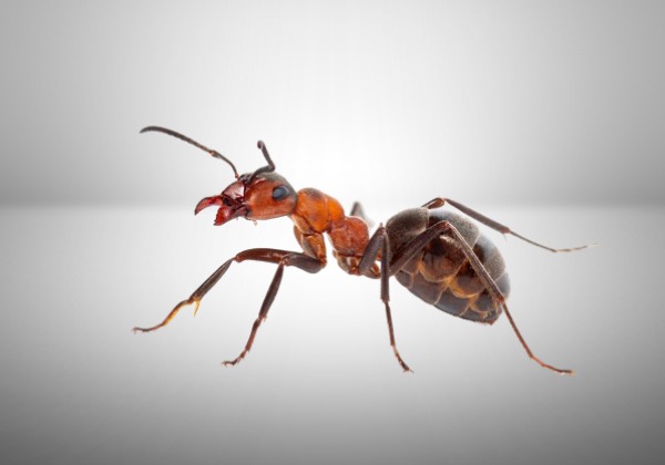 Hormiga de Jardín (Formica rufa)