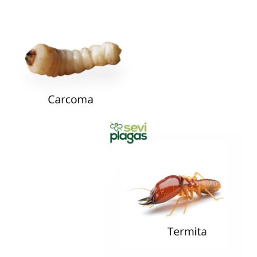 diferencia entre termitas y carcoma