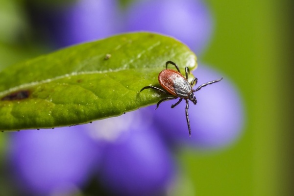 ixodes ricinus