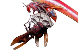 Avispa Roja (Vespa rubra)