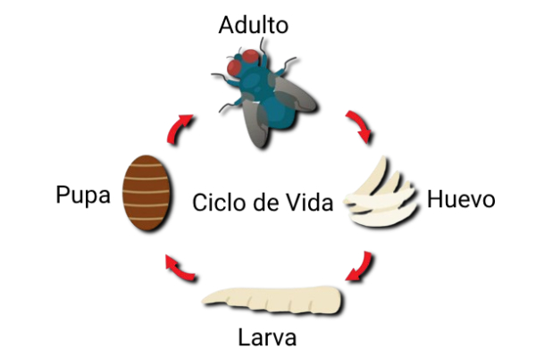 ciclo de vida de las moscas domesticas