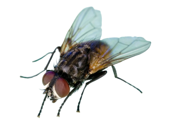 mosca doméstica