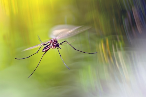 como eliminar mosquito tigre de jardin