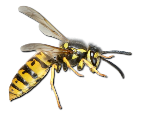 Avispa Germánica (Vespula germanica)