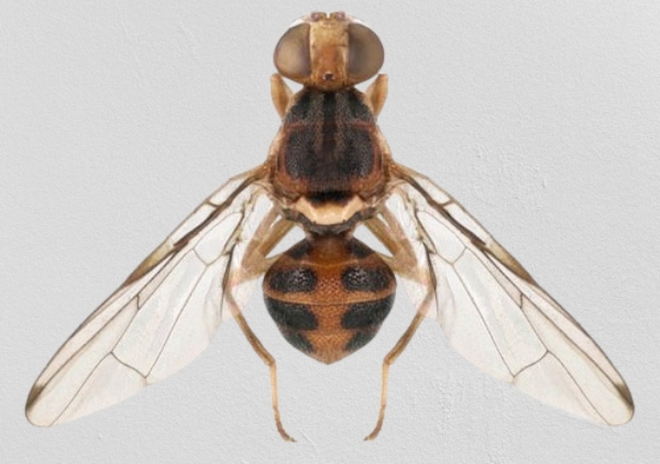 Mosca del olivo