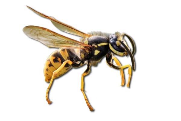 vespula germanica