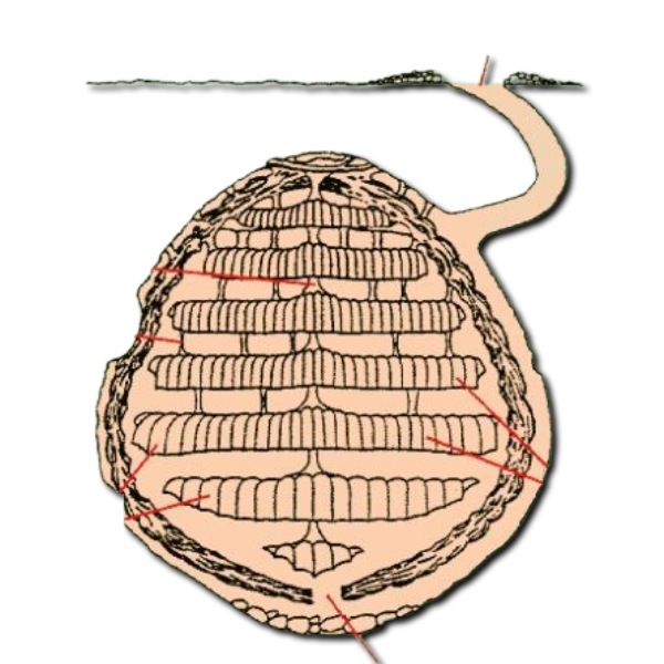 nido vespula germanica