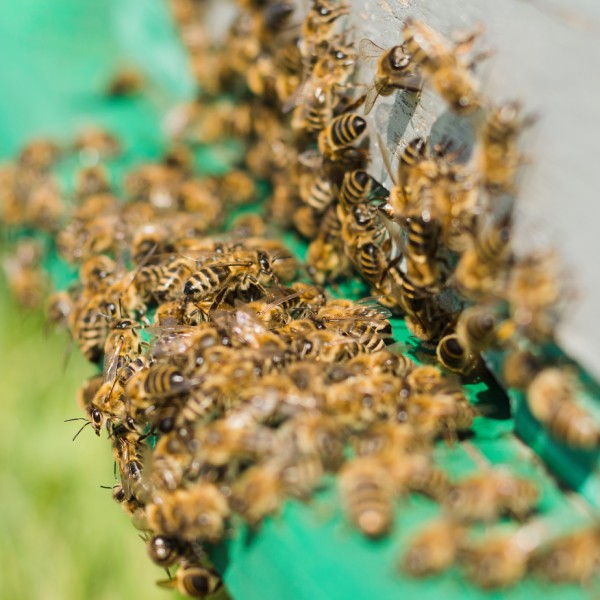 eliminar panal de abejas
