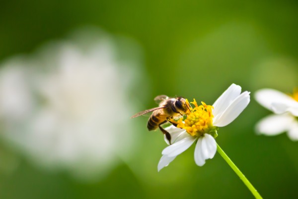 control abejas sevilla