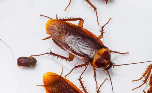 cucaracha americana