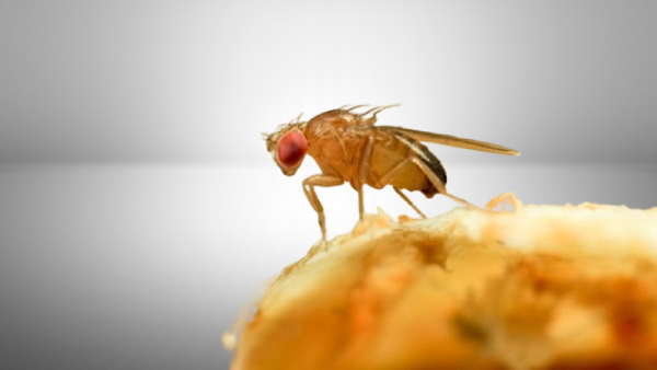 tengo una plaga de moscas pequeñas en casa