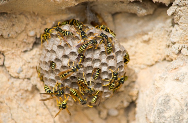 tipos de nidos de avispas