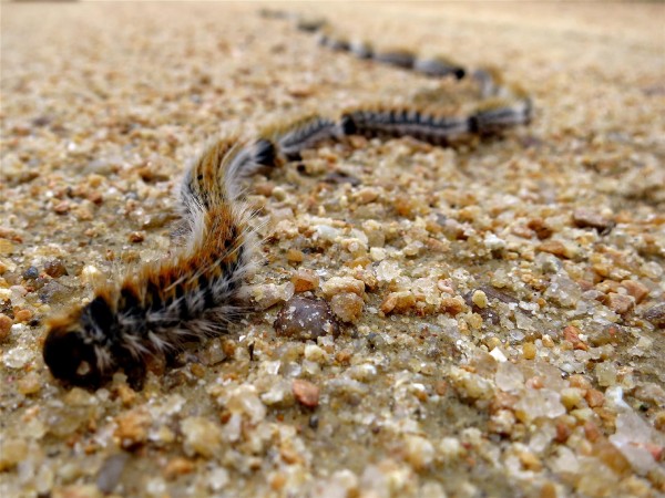 plaga de orugas en sevilla