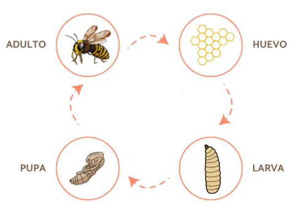 avispa del barro ciclo de vida
