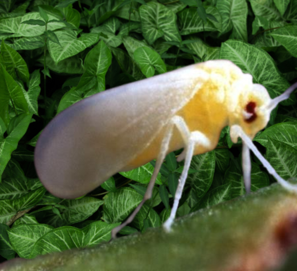 mosca blanca