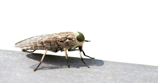 tabanidae