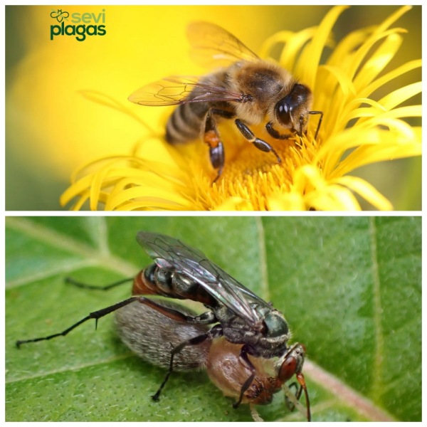 diferencia entre avispa y abeja