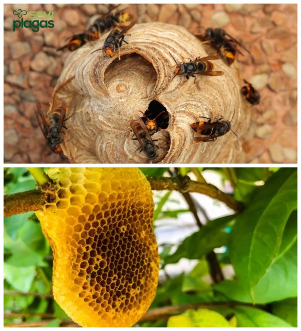 abejas y avispas diferencias fotos​