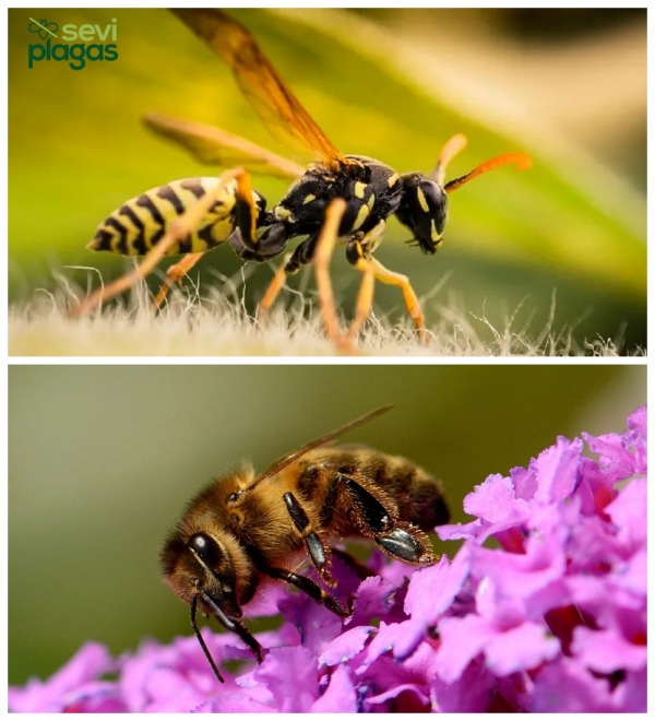 abejas y avispas diferencias fotos​