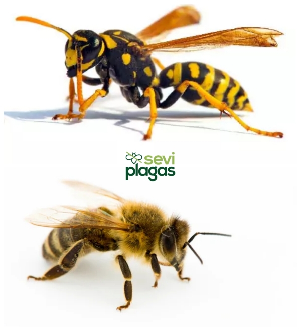 diferencia entre avispa y abeja