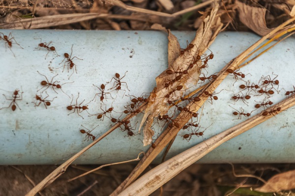 plaga de hormigas en el jardín