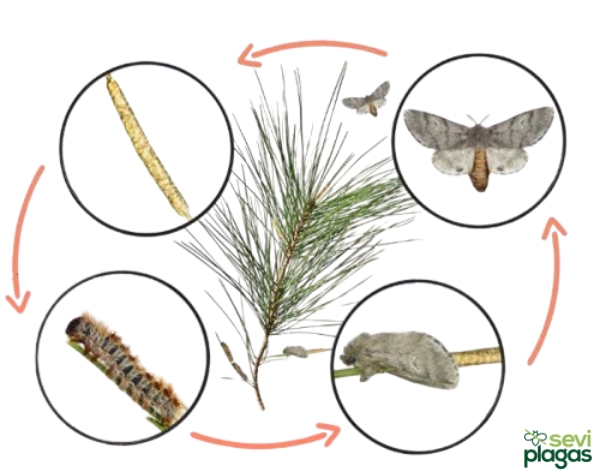 ciclo de vida de la procesionaria del pino