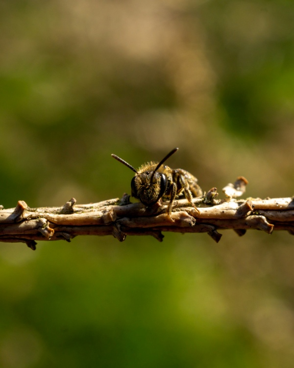 abeja negra ibérica sobre una rama